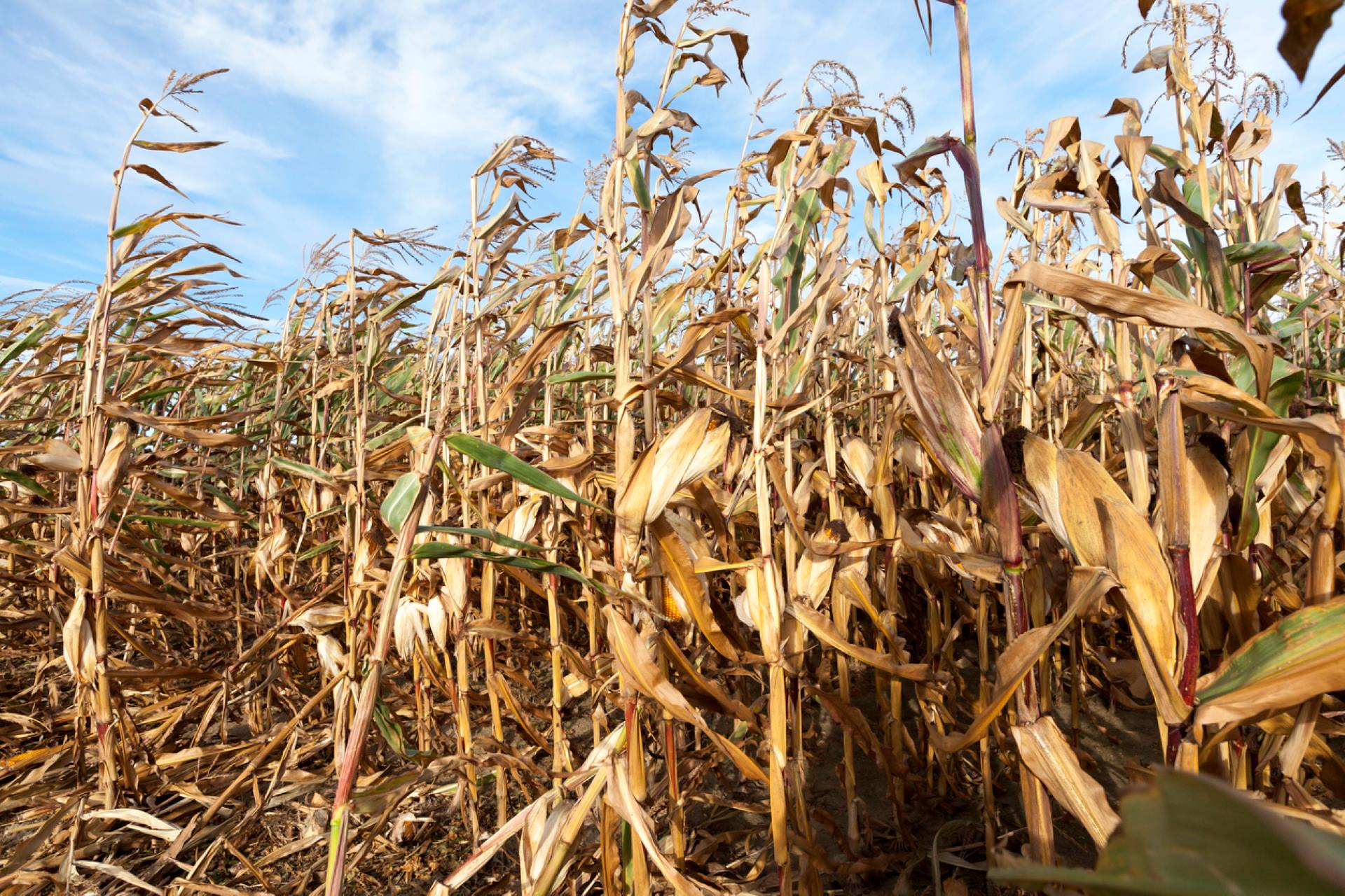 "When we have high temperatures added to the drought, stress is multiplied and will stunt growth."