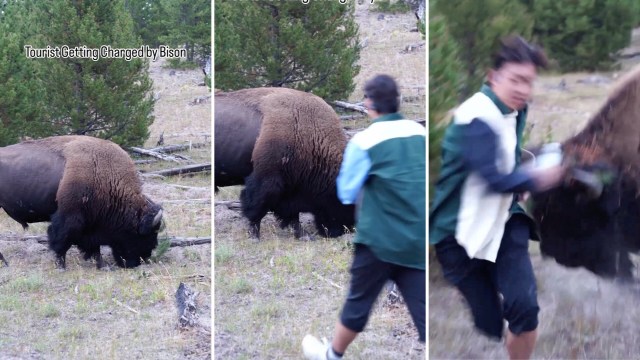 "Almost seems like these tourists want these beautiful animals to be killed."