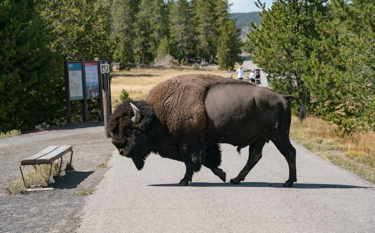 "Yellowstone belongs to the wildlife, we are visitors. Bothering the animals, or attempting to, is wrong."