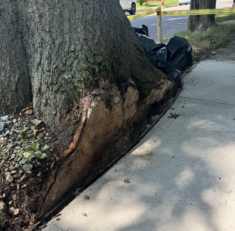 "At least nobody will trip on the sidewalk now."