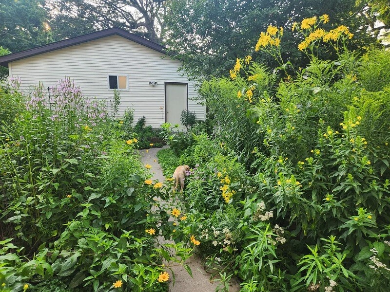 Native plants require much less water and fewer chemical treatments, saving gardeners and homeowners money on water bills and service fees.