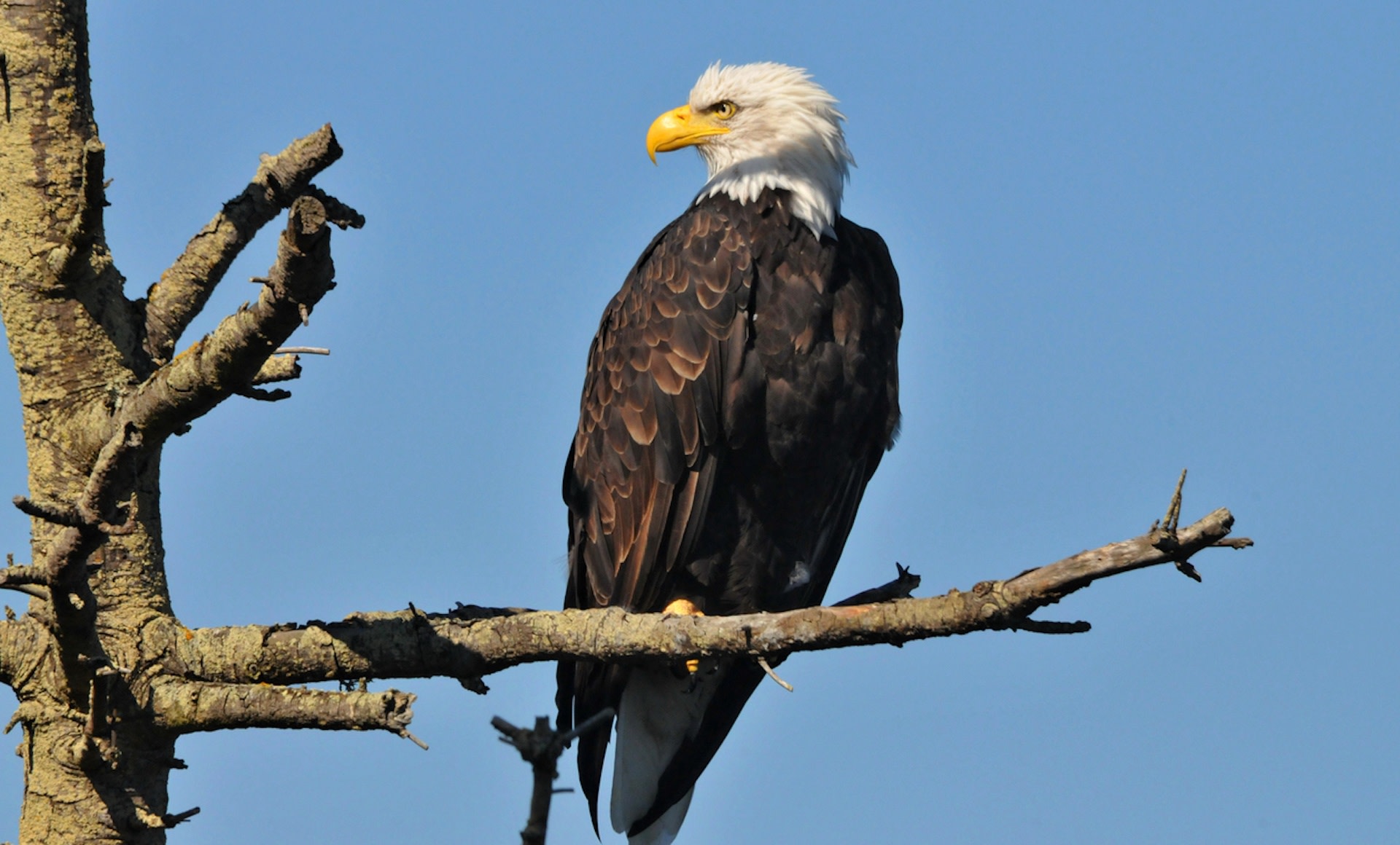 The reduction in their numbers removes a vital cushion needed for the eagles to survive.