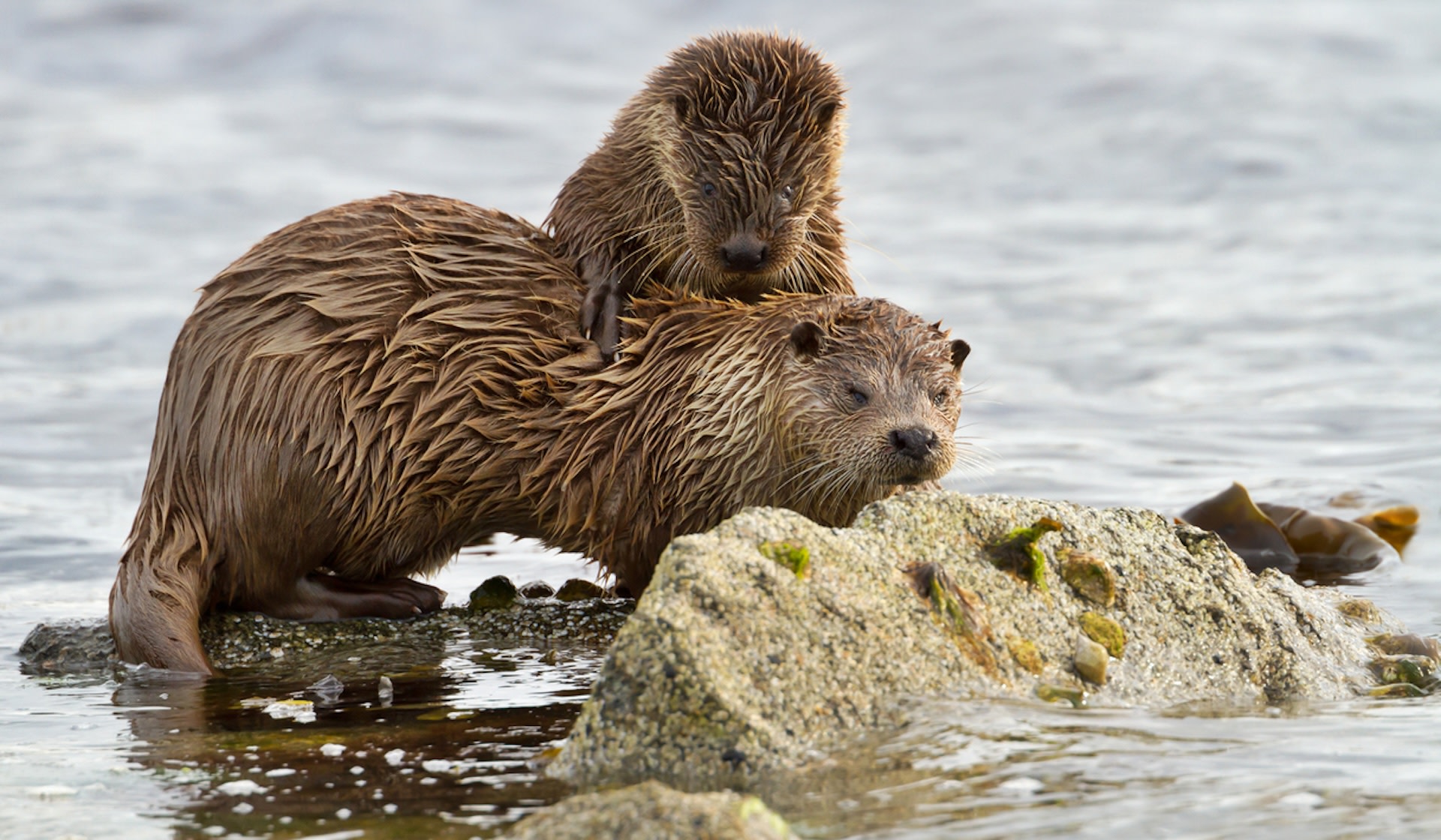 Beavers are an important ally to humans as we face a warming world that carries increased risks of catastrophes like flooding and wildfires.