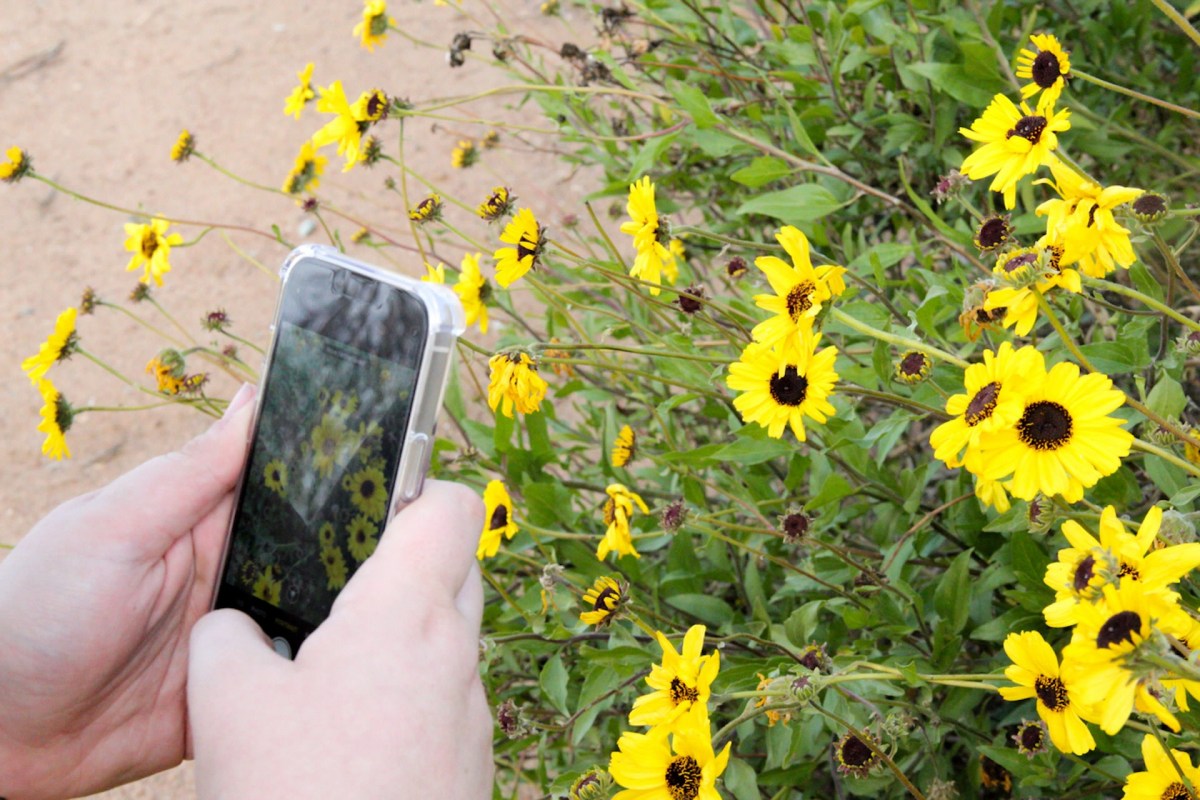 "The potential to get more eyes out there sighting bees than any single study could ever hope for."