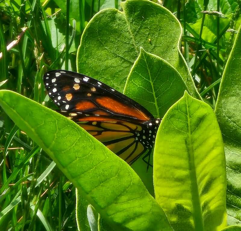 Planting milkweed is a simple and effective way for gardeners to support Monarchs, with the side benefit of attracting the stunning butterflies to their lawns.