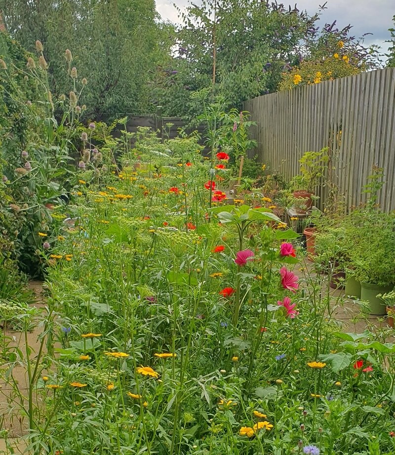 Native plant lawns can restore habitats and can provide vital food to wildlife, including birds, bees, moths, and mammals.