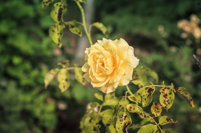 Great hacks like these can have several benefits for gardeners, including saving money on expensive fungicides as well as keeping your plants healthy and happy for you to enjoy.