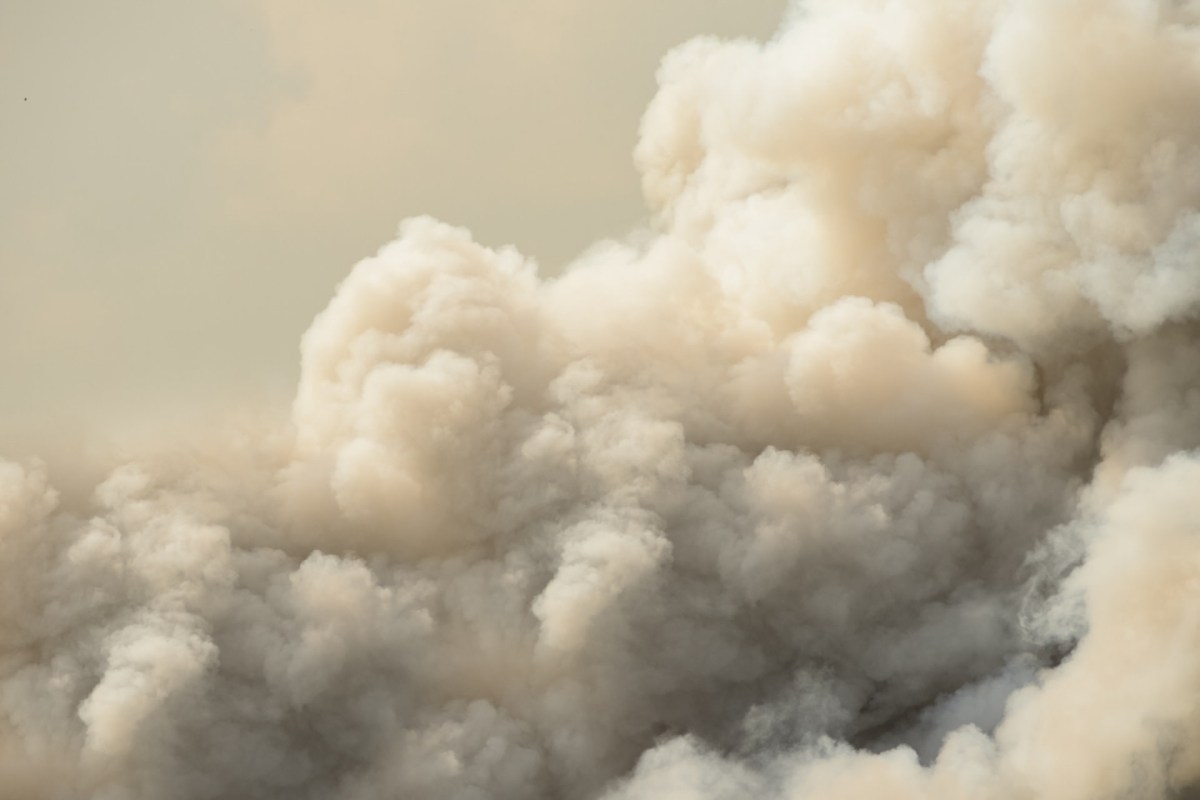 Scientists are studying how these fires affected the forest's ability to store carbon.