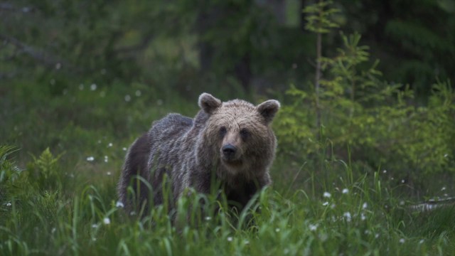 "There are those within the hunting community that are concerned about too many bears being killed off."