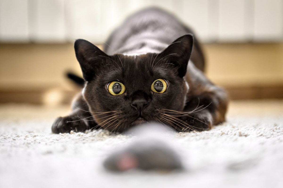 If you want the best for your cat but don't have a huge budget, there are still a ton of ways to provide safe and fun enrichment for your kitty.