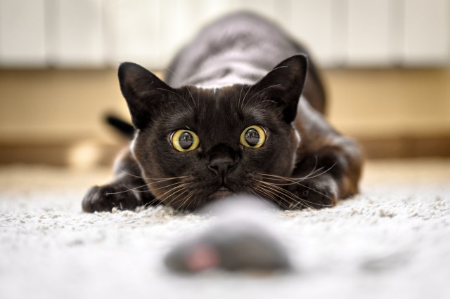 If you want the best for your cat but don't have a huge budget, there are still a ton of ways to provide safe and fun enrichment for your kitty.