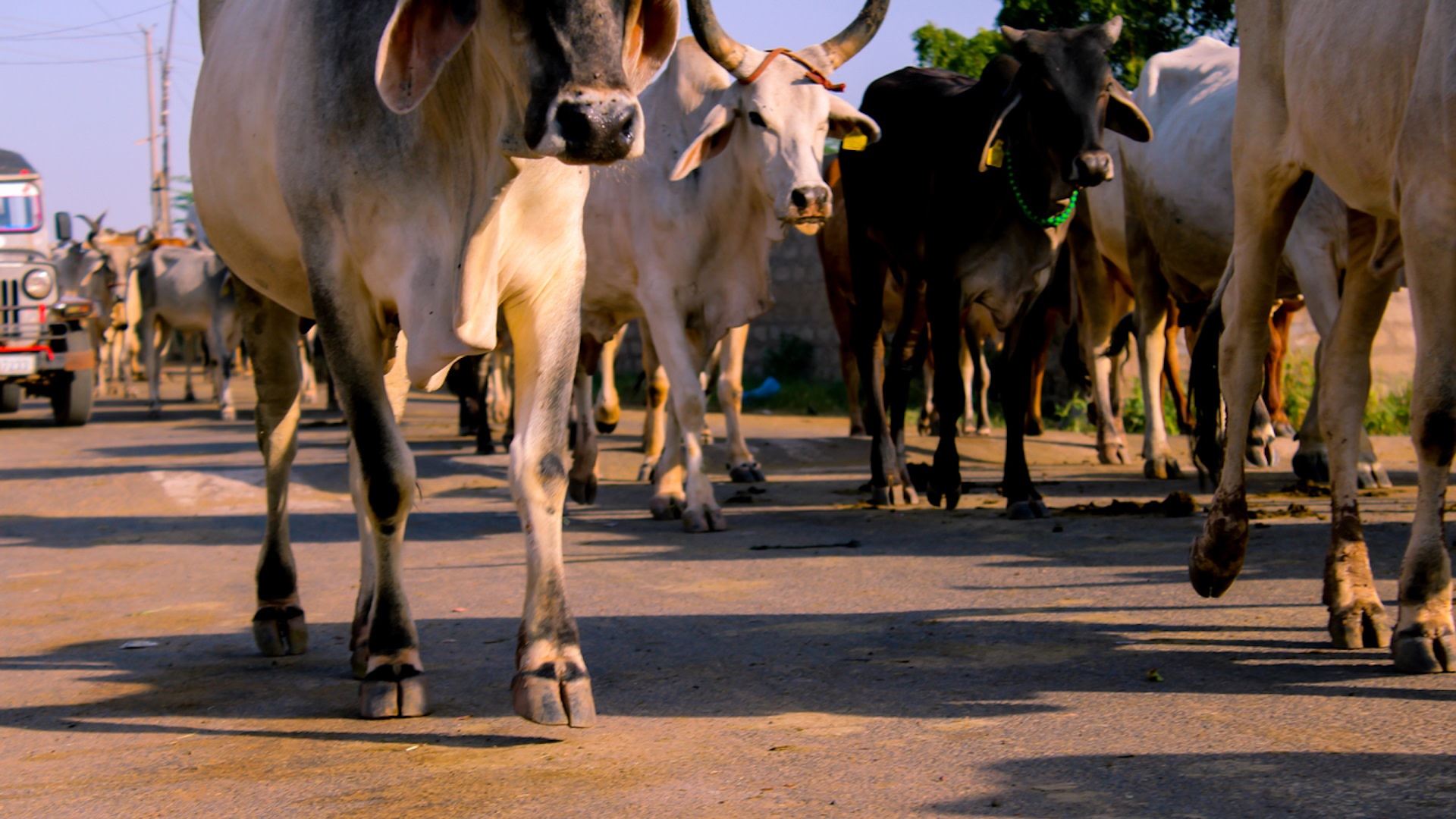 "The herders take the cattle wherever they can find green grasses and water."