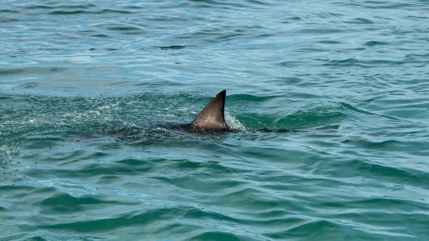 Now is the time for communities to put more effort into shark conservation and removing pollutants and dangerous debris from waterway habitats.