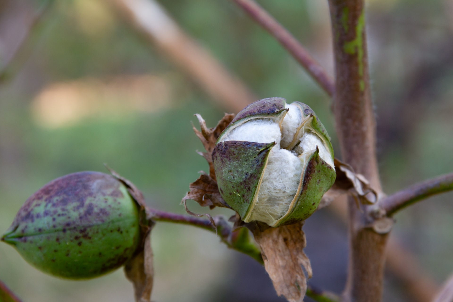 The team's findings could be dramatically important for the billion-dollar cotton industry, helping it become more resilient and sustainable.