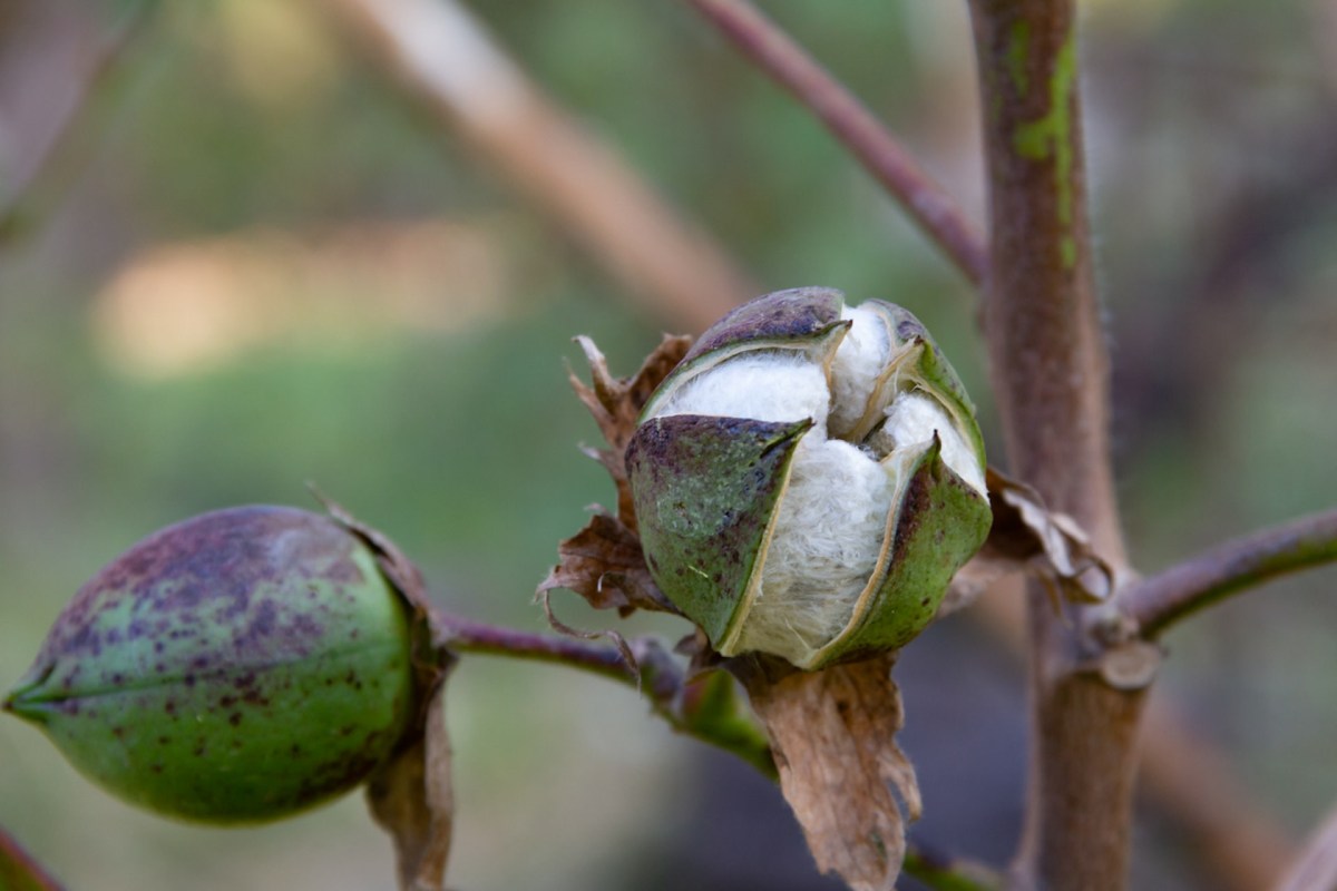 Scientists make astounding discovery that could transform the future of cotton: 'To develop more resilient cotton varieties'