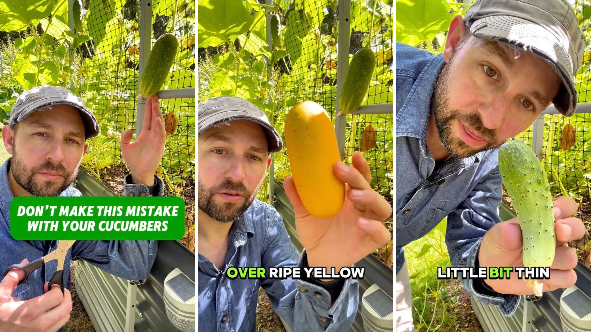 Cucumber harvest