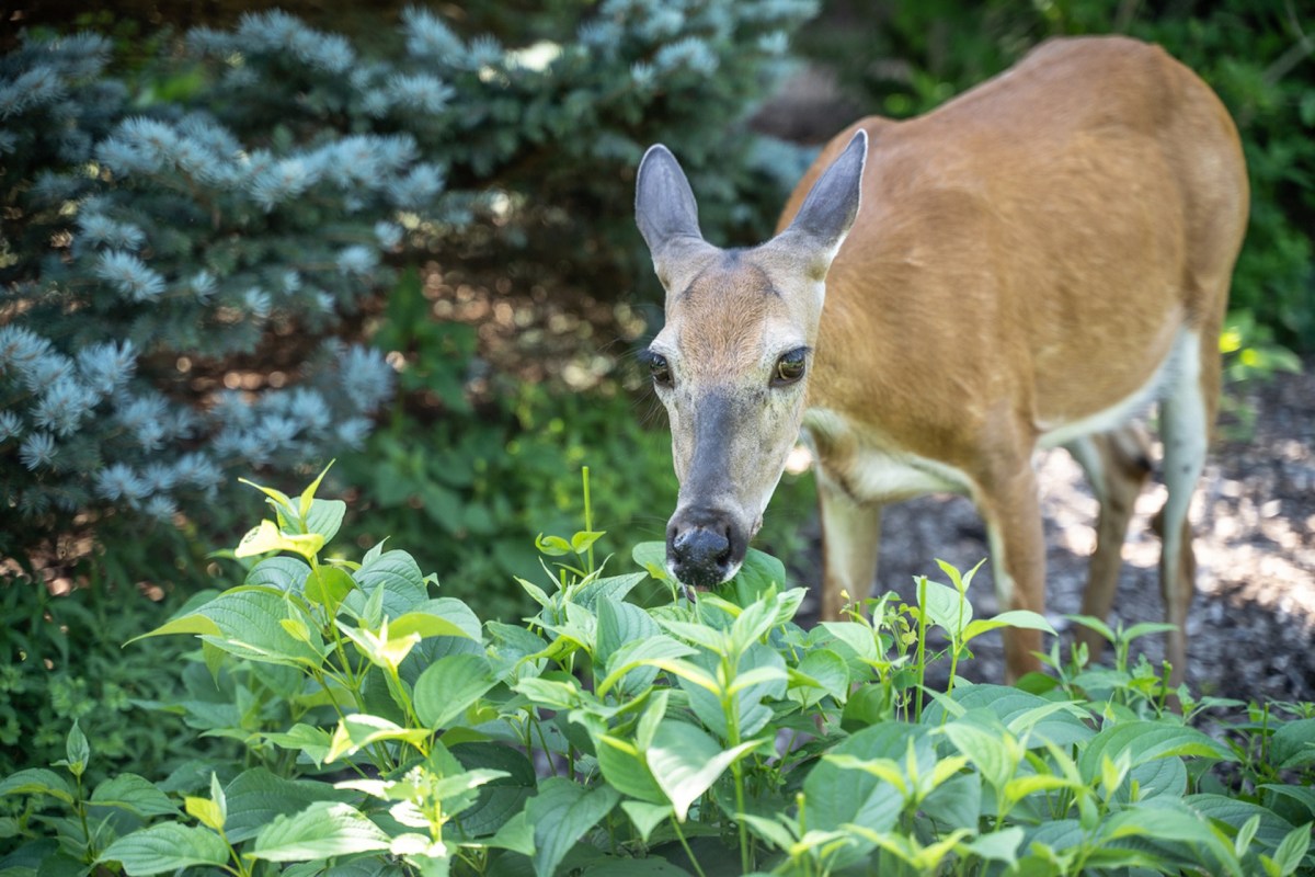 There are lots of effective and natural ways of keeping deer away from your garden — fabric softener is not one of them.