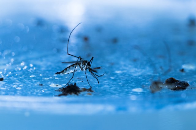 "If we eliminate the mosquitoes that transmit them, we eliminate the potential risk of transmission of these diseases."