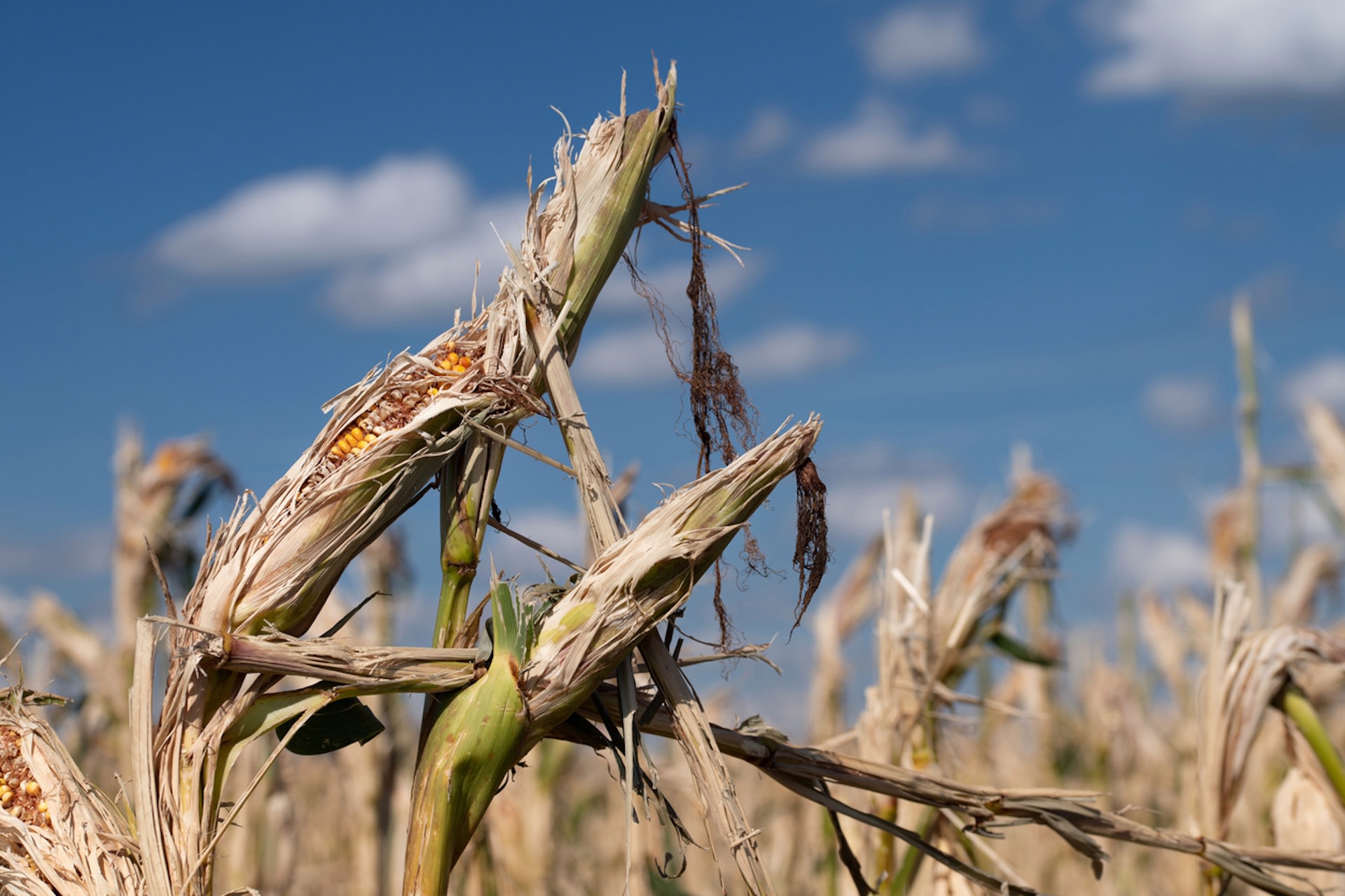 "Drought is not a crisis, it is a risk."