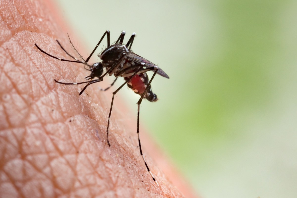 This is the latest in a series of troubling reports about the rise of mosquito-borne illnesses with potentially fatal implications.