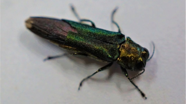 The ash borer arrived in the United States in 2002 and has colonized 36 states, killing millions of trees and costing taxpayers perhaps billions of dollars.