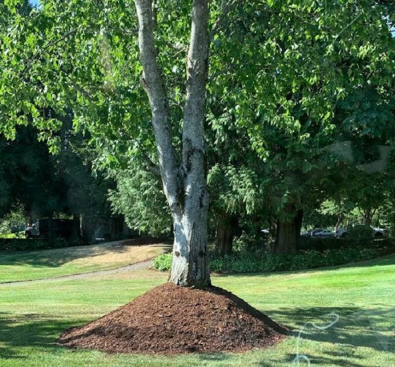 "I drive by this travesty every morning, a dozen or so trees."