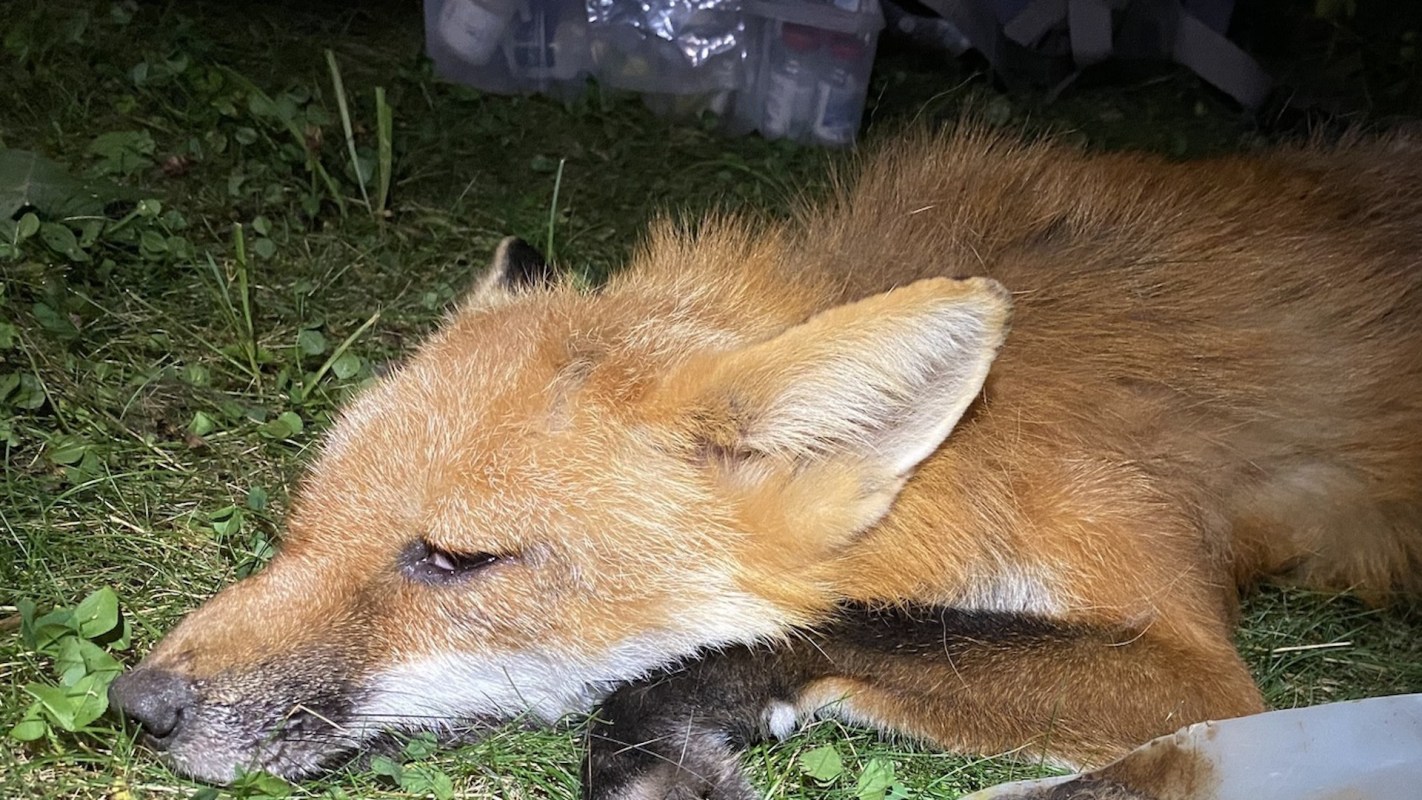 "Thanks to all who helped this fox!"