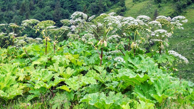 This botanical bully is a threat to your skin and our ecosystems.