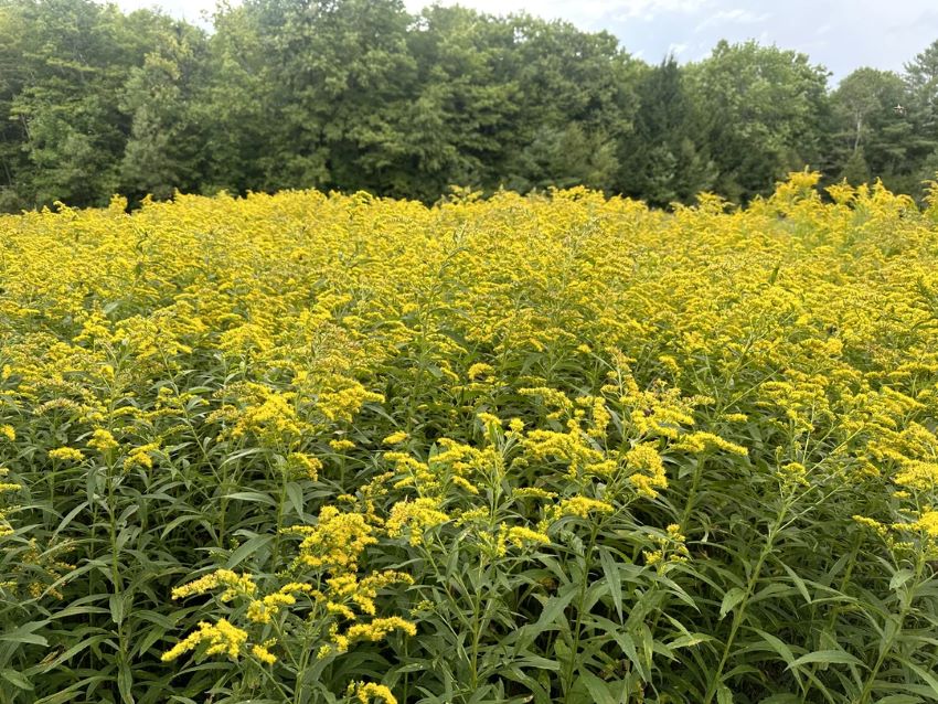 "Here I am proud of the eight floppy goldenrods in my backyard this year."