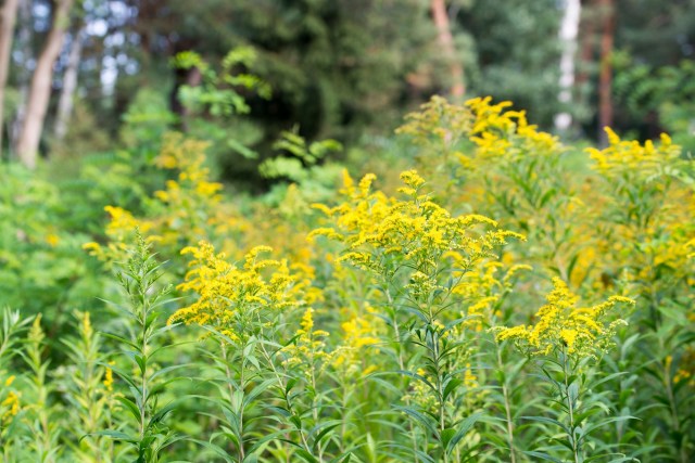 "Here I am proud of the eight floppy goldenrods in my backyard this year."