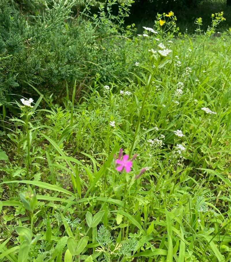 "Any grass that's so aggressive it chokes out the wildflowers you want will need to be killed."