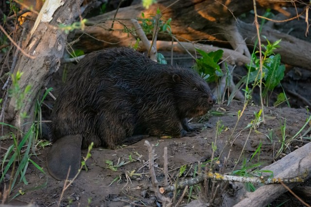 Beavers are an important ally to humans as we face a warming world that carries increased risks of catastrophes like flooding and wildfires.