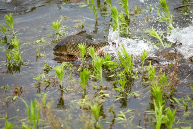 Whether invasive species are of the animal or plant variety, they are known for creating enormous headaches for governments and individuals alike.