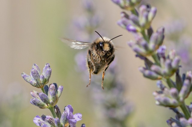 "These volunteers are also finding populations of bumblebees that scientists didn't previously know existed."