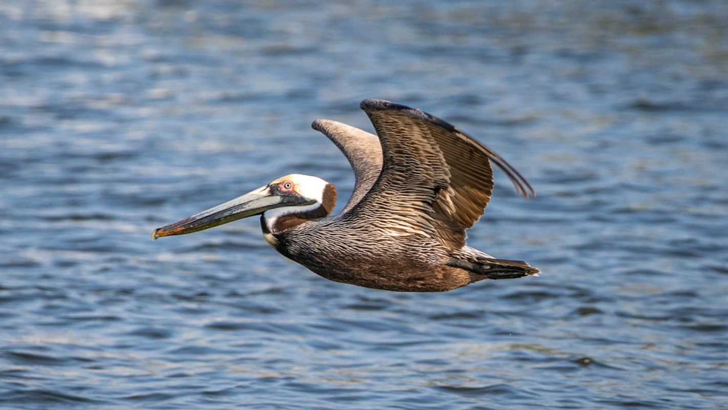 "Our research team adapted this tool to create the first epigenetic clock for birds using a rapid and affordable method."