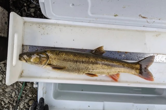 Thirty-four people competed for $2,000 in prizes, catching 510 pikeminnows.