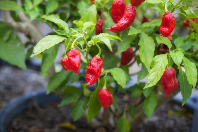 "I may have accidentally made 1000+ peppers."