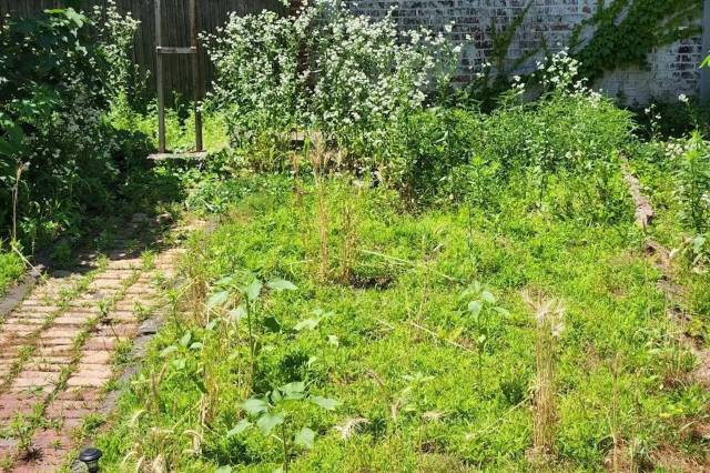 The damage was irreversible despite the tenant's efforts to save the plants.