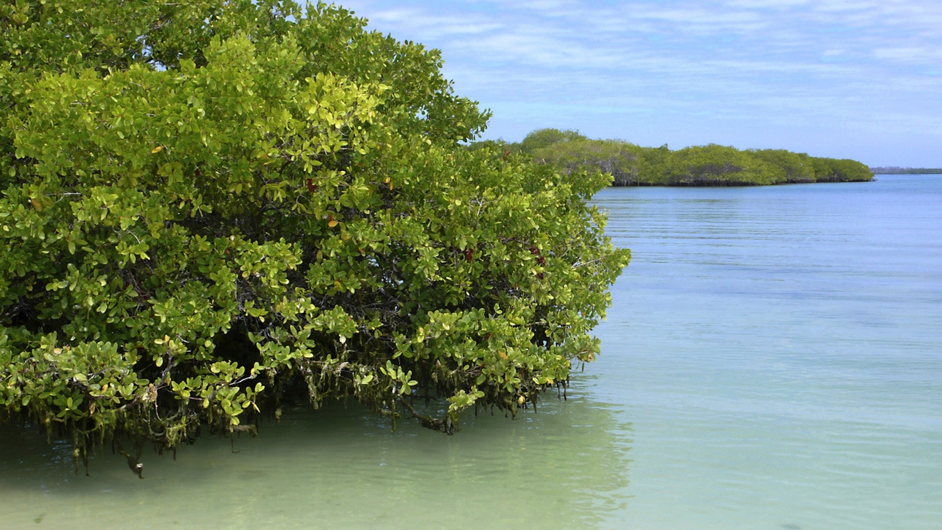 Just one square mile of mangroves can capture and store the same amount of toxic pollution as the annual output from 90,000 cars.