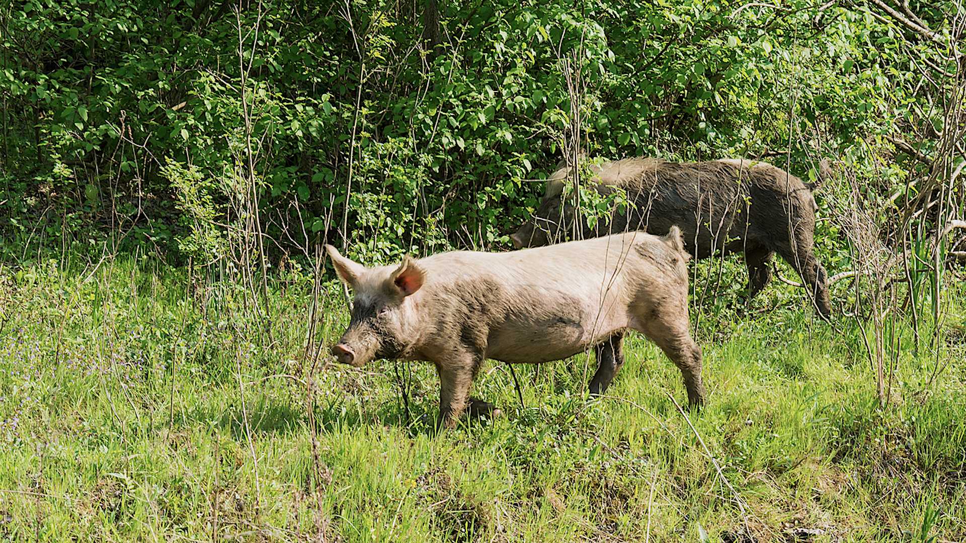 Feral hog populations have generally been growing and wreaking increasing havoc around the state.