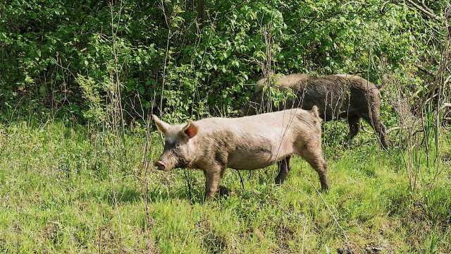 Feral hog populations have generally been growing and wreaking increasing havoc around the state.