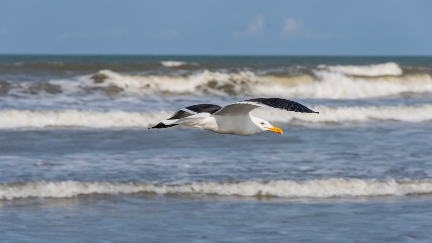 This is great news because not only will it provide added protection for marine wildlife, but it will also help protect the coastal communities that rely on the ocean.