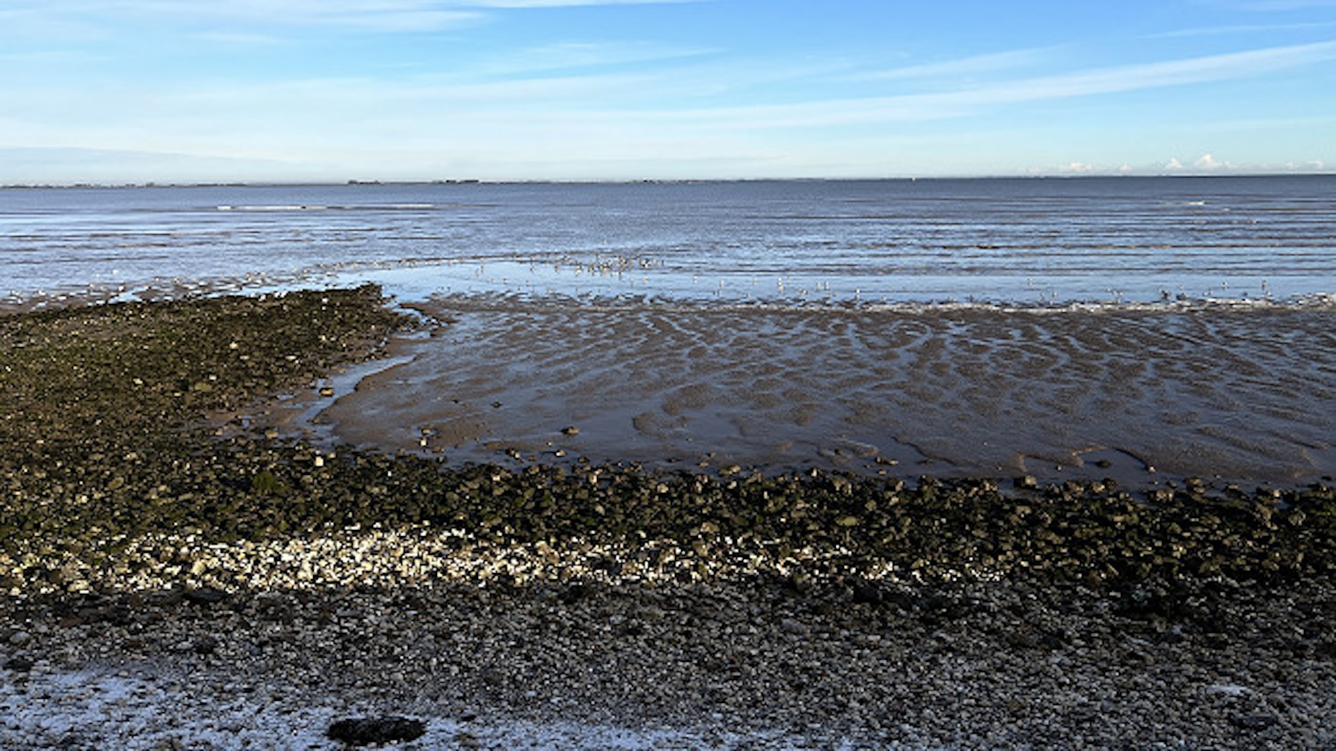 "If the trial is successful, this method has sustainable potential for creating larger sustainable oyster reefs in the Humber and around the UK."