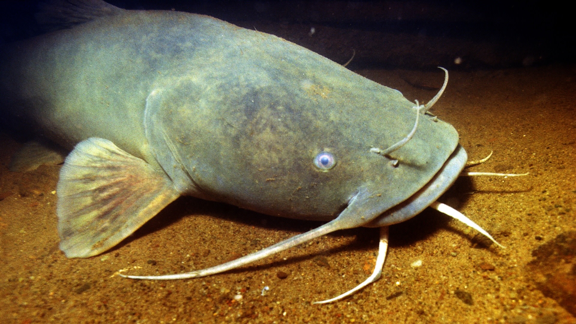 In addition to fishers, restaurants and grocers are also helping, as the blue catfish provides the double win of boosting business with a great-tasting meal while helping the environment via the removal of invasives.