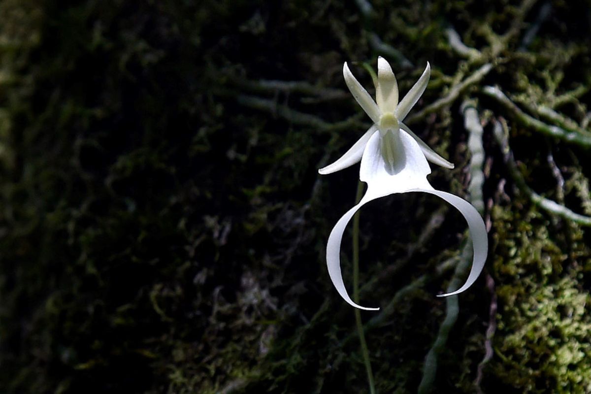 "[The] ghost orchid has long been the holy grail for British botanists."