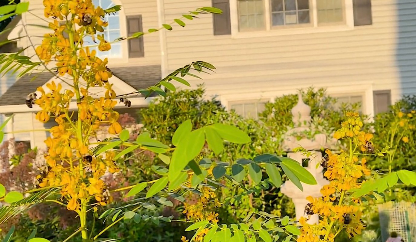 Plain grass lawns do little to support pollinators. A native plant lawn, however, greatly benefits them and other local wildlife.