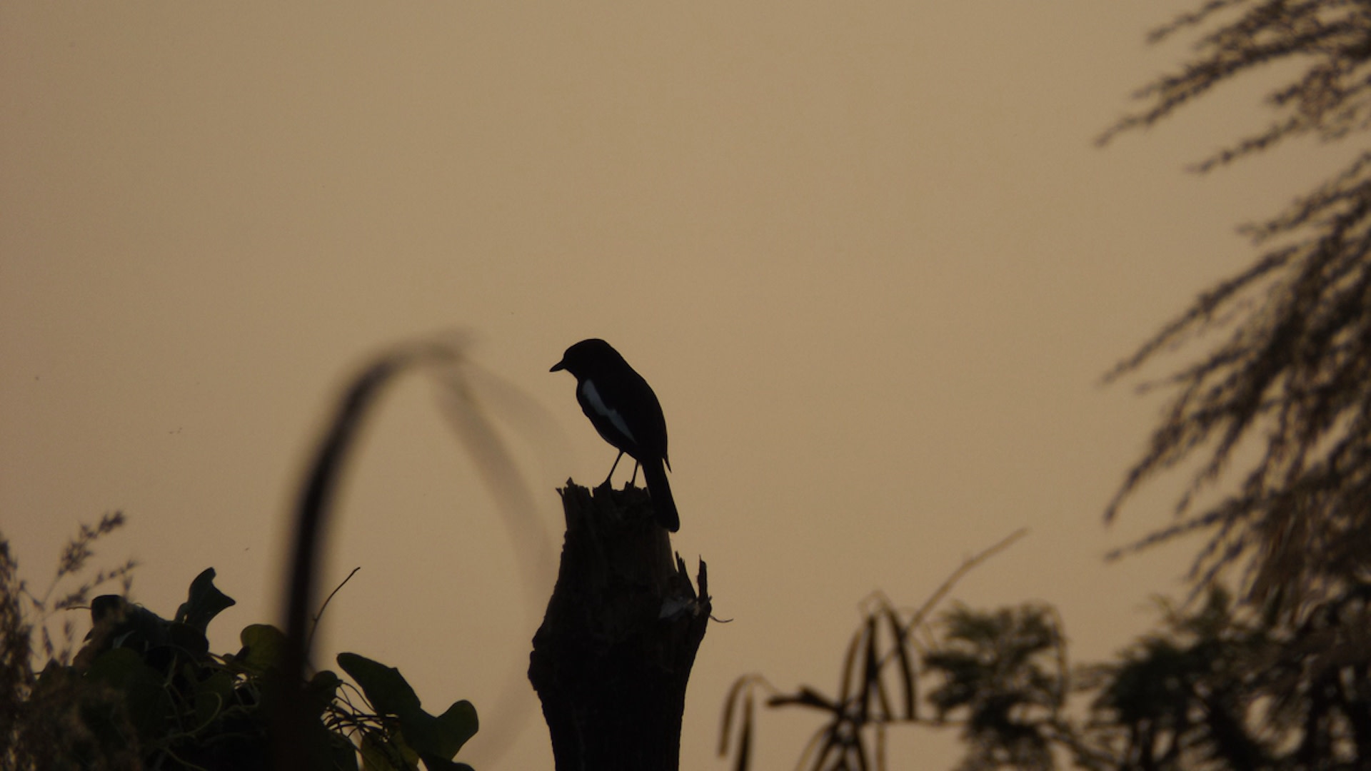 "They were just moving around with the other birds and feeding, doing their own thing while we watched them."