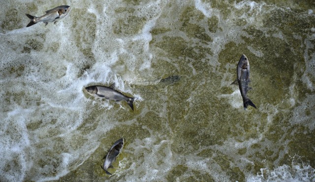 "If something doesn't happen, we're going to lose all our native fish."