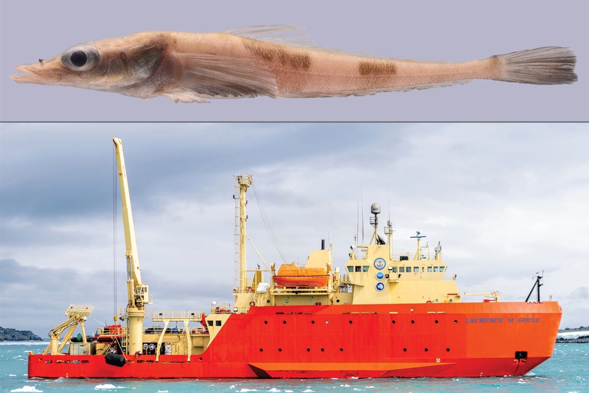 "By naming this fish after the ship, we hope to honor its scientific contributions."