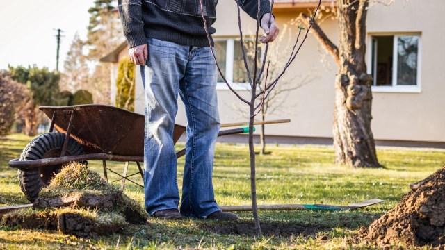 "They have sensitive roots and don’t do well with transporting."